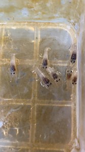 399K views · 6.6K reactions | ilan nalang kaya ang natitira sa mga anak ng crayfish kong si rhoda | Mommy Sunshine | Facebook