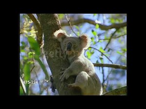 Stock Footage Getty Images From Baby Noah