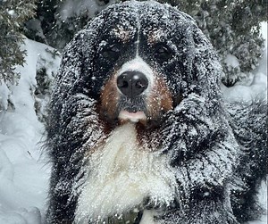 Bernie the Bernese Mountain Dog loves Sudbury's snow