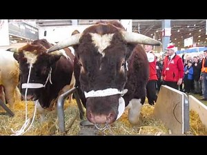 FETARD, 1890 kg le plus lourd taureau du salon de l'agriculture Paris 2015. Race rouge des prés.