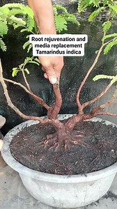 Peremajaan akar dan ganti media tanam #tamarindusIndica #bonsaitree #fyp | Karimun Java