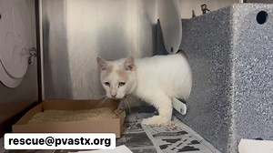 1K views · 52 reactions | T Rex (179826) is a skittish male cat who...