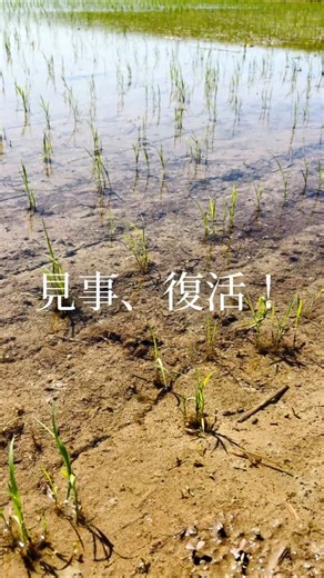 復活！湛水直播から32日 #農業 #直播 #新潟 #にじのきらめき