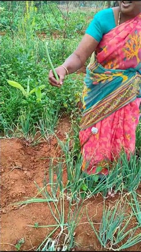 🐍பச்சைபாம்பா இது #shorts #tamilvlog #farming #agriculture #fruit