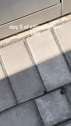 took your guys advice to step on them #lanternfly #lanternflies #lanternflycrushed #invasivespecies #invasive