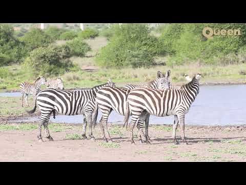 Zebras at the Waterhole | Nature's Grand Meeting Place