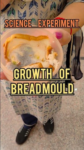 Growth Of Bread mould on Bread|Fungi|Microorganism Class8 #microorganisms#fungi #microworld #biology