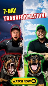 273 reactions · 11 shares | Unlock Your Dog's True Potential!  Transform their behavior with BellumK9's expert training. Our proven methods deliver incredible results, and our clients can't stop raving about their transformations. Plus, get $820 worth of training materials for FREE when you book your evaluation today. Don't wait—spaces are filling fast. Start your journey to a happier, more obedient dog now!  #BellumK9 #DogTraining | Bellumk9 Inc. | Facebook