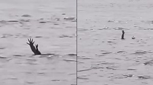 Expert explains truth behind extremely disturbing theory surrounding crocodile 'pretending to drown'