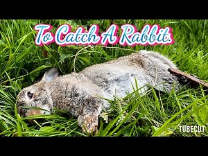 Rabbit Snaring | Rabbit Hunting | Catty Shack