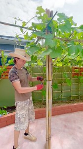 Finished other extension for wall trellis veggies #thailand #love #happy #home #garden #country #countrylife #ความสุข #เกษตรพอเพียง | Watanya Olsen