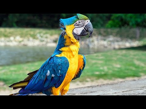 ¿Cómo y Cuándo EMPIEZAN a 🗣 HABLAR los GUACAMAYOS? 🦜 - Animales Salvajes