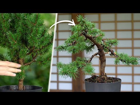 Styling a Jack Pine Bonsai
