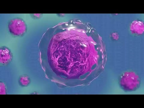 ¿Qué son los LISOSOMAS?