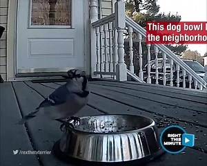 Day and night, this dog bowl brings all the critters to the yard! See more great videos like this on RightThisMinute, weeknights at 10pm on KOFY TV 20! | KOFY TV