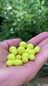 Mastering carp fishing with easy rig techniques