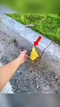 She thought it was an ordinary duck, but look what it turned into! 🦢✨