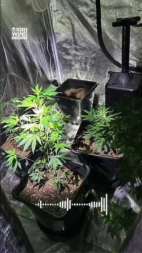 Nearly 450 lbs of illegal cannabis seized in massive Bronx grow house bust