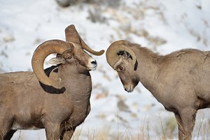 Why Do Rams Headbutt? [Aggression, Boredom, Genetics? Or Something Else?]