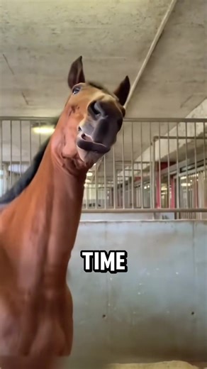 Cute and Lovely Horses in Anime