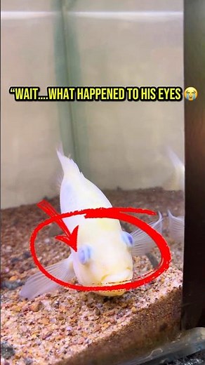 What happened to this fish’s eyes?😳