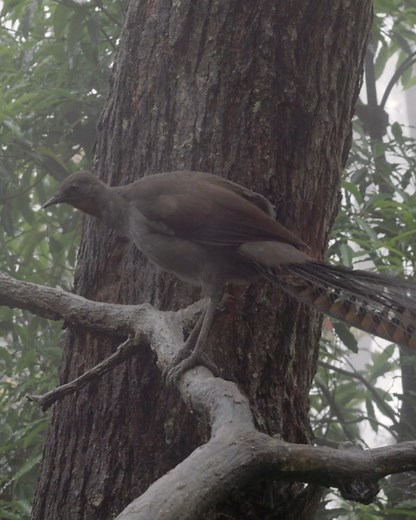 Species Of The Week - Superb Lyrebird (Menura novaehollandiae) 🐦‍⬛🔊 The Superb Lyrebird might look like a large brown pheasant, but it sounds like... well, almost anything it wants. This clever bird lives in the south-eastern Australian mainland and southern Tasmania in moist forests and uses its clever mimicry skills to attract a mate. A lyrebird's song can include anything heard in the bird's immediate surroundings, such as chainsaws, car engines and dog bark, but they mostly mimic other bir