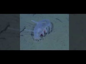 The most shocking and grotesque creatures discovered in Antarctica