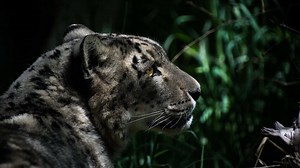 Snow leopard 'Nema' dies of old age at Hogle Zoo