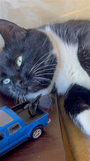 Purring Cat sound for Relax. Relaxing video for sleep. Sweet Cat video for Relaxation. Cat Purr