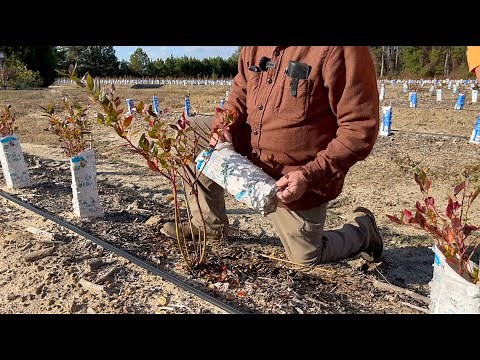 The Secret Behind Milk Cartons in Our Blueberry Farm | The Blueberry Barn