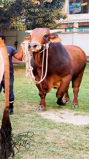 This is bull of Sindhi breed, weighing over a ton. Sindhi is breed of zebu cattle which originated from the Sindh province of Pakistan. This breed trhives in tropical weather due to its high heat tolerance, tick and disease resistance and ability to remain fertile during high heat. Sindhi can be used as a dual purpose dairy- beef breed. Sindhi cattle are popular in Pakistan, India and Bangladesh. In the middle of the 20th century, Brazil imported Sindhi and started selectively breeding to improv