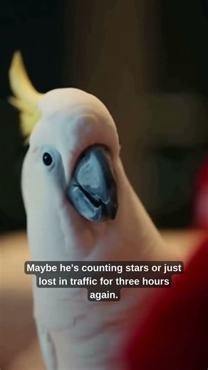 Cockatoo & Macaw’ 🦜😂 “Mom, Where’s Daddy Again?” #talkingparrot #parrot #cockatoo #macaw #shorts