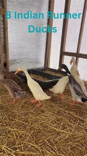 Jasmine Cherie #duck #jasmine #pets #farm #birds