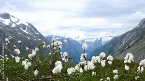 White flowers and mountains in background. Norway landscape. Norwegian national tourist scenic route Gamle Strynefjellsvegen from Grotli to Videsaeter.