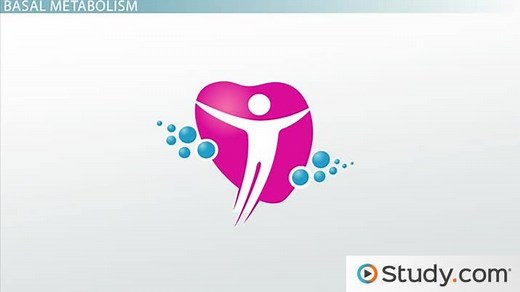 Energy Balance: How the Body Uses Energy