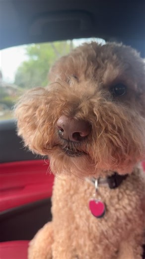 Gus loves to smile #smiles #poodle #poodlesoftiktok #tricks #dogsoftiktok #dog #dogsmile