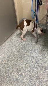 161K views · 11K reactions | Name : JOSETTE (A016468) Gender : Female Breed : Breed information is not provided by this shelter Animal type : Dog Age : 8 months old Brought to the shelter : 2022.08.25 Located at : Clayton County Animal Control | Clayton County Animal Control | Facebook