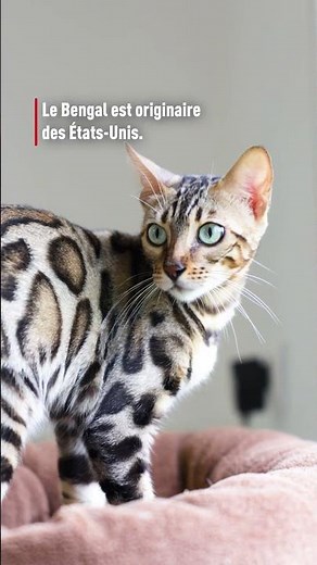 Et vous, pourquoi vous aimez le Bengal ? #royalcanin #chat #bengal