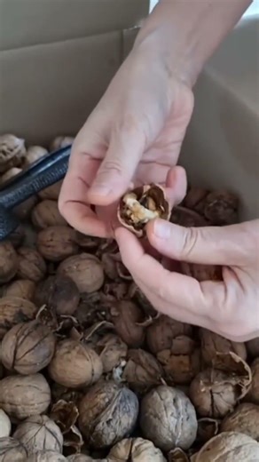 ASMR satisfying nut cracking sound#asmr #satisfying #oddlysatisfying #shorts #satisfying