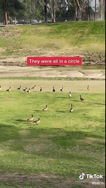 Saw this today while on my walk 🥺 they too have feelings ♥️#funeral #geese #goose #animals