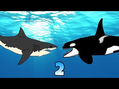 Great White Shark VS Killer Whale 2 (Animation)