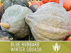 Blue Hubbard Winter Squash Heirloom Seeds - Etsy