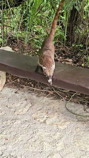 Wild coati Xcaret Playa del Carmen Mexico tropical Caribbean jungle park animal life #wildlife