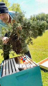 32K views · 776 reactions | Bee swarm capture! #savethebees #bees #beekeeper #honeybees #beekeeping | James Weston | Facebook