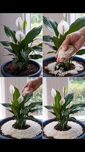 Peace lily, only with this ingredient it blooms for up to 10 consecutive years | Simple Recipe Secrets