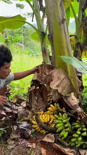 Uncovering a massive bunch of wild bananas 🍌