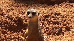 2K views · 118 reactions | Enjoy the beautiful weather with our meerkat mob at our most recent extension of Zoo360, Meerkat Maze. | Philadelphia Zoo | Facebook