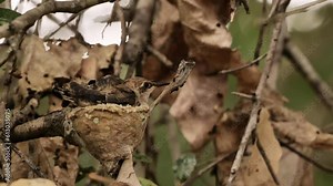 Hummingbirds(Trochilidae) or Colibri are tiny and very beautiful birds that live in North and South America and feed on nectar.