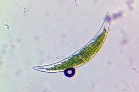 All About Microorganisms