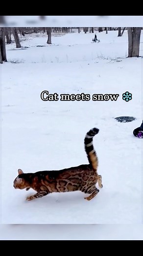 The combination of a cat and snow evokes a sense of calm, curiosity, and natural beauty. Cats, known for their agility and keen senses, often approach snow with a mix of intrigue and caution. Their soft fur contrasts beautifully against the stark whiteness of the snow, creating an almost magical scene.In a snowy environment, cats may explore delicately, leaving faint paw prints behind, sniffing the cold air, or playfully pawing at falling snowflakes. Their natural elegance and adaptability shine